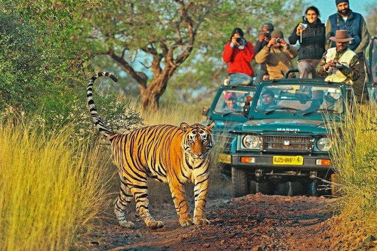 Ranthambore-National-Park-safari-768x512